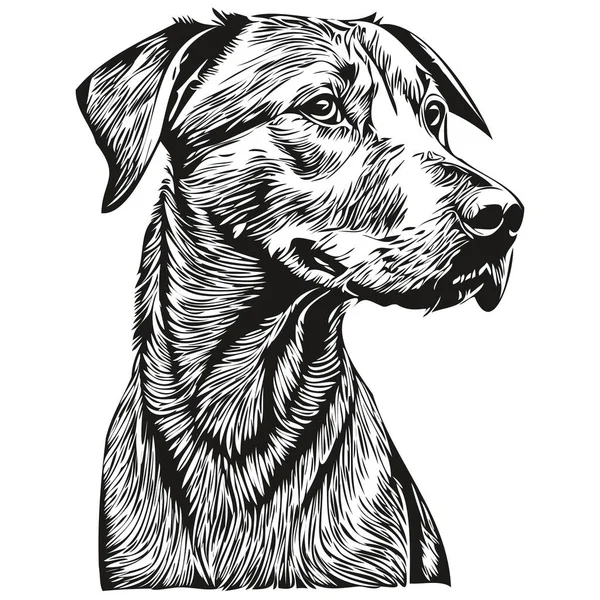 Rhodéský Ridgeback Pes Kreslený Obličej Inkoust Portrét Černobílý Náčrt Kresba — Stockový vektor