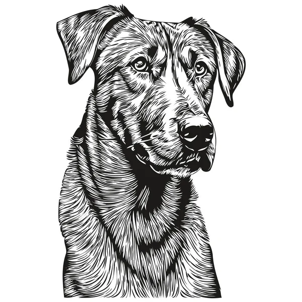 Rhodesian Ridgeback Dog Line Illustration Black White Ink Sketch Face — Stock Vector