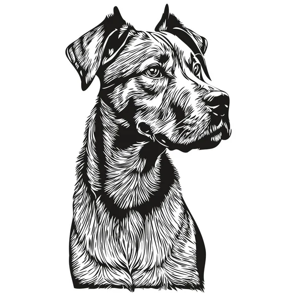 Rhodesian Ridgeback Dog Outline Pencil Drawing Artwork Black Character White — Stock Vector