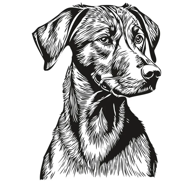 Portrait Chien Rhodésien Ridgeback Vecteur Dessin Animal Main Pour Illustration — Image vectorielle