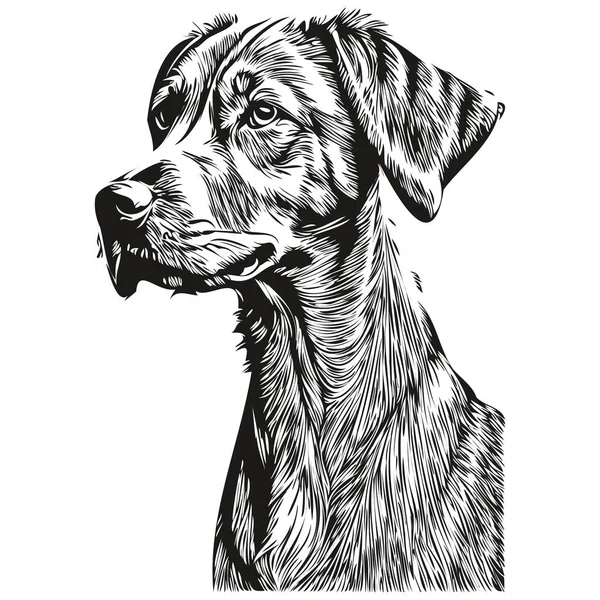 Rhodesian Ridgeback Anjing Siluet Hewan Peliharaan Karakter Clip Art Vektor - Stok Vektor