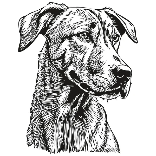 Rhodesian Ridgeback Dog Vector Graphics Hand Drawn Pencil Animal Line — Stock Vector