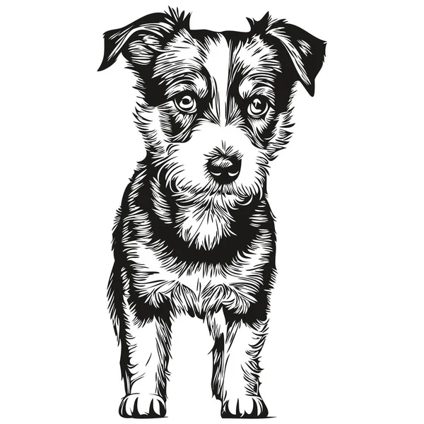 Russell Terrier Dog Face Vector Portrait Funny Outline Pet Illustration — 스톡 벡터
