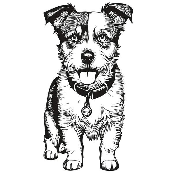 Russell Terrier Hund Husdjur Skiss Illustration Svart Och Vitt Gravyr — Stock vektor