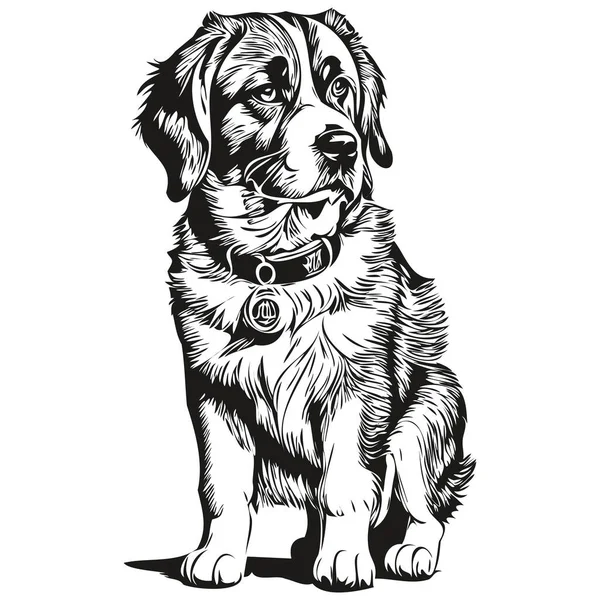 Saint Bernard Hond Zwart Tekening Vector Geïsoleerde Gezicht Schilderen Schets — Stockvector