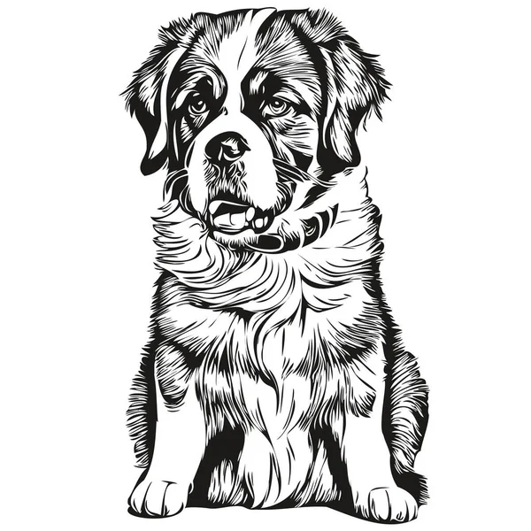 Saint Bernard Dog Breed Line Drawing Clip Art Animal Hand — Stock Vector