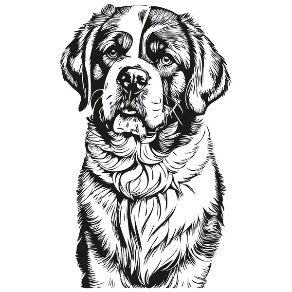 Saint Bernard Dog Cartoon Face Ink Portrait Black White Sketch — Stock Vector