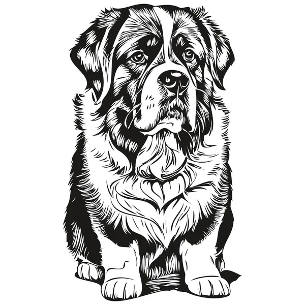 圣伯纳德犬头部画线矢量 手绘图解与透明背景 — 图库矢量图片