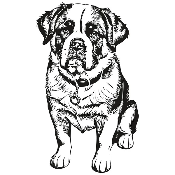 Saint Bernard Dog Isolated Drawing White Background Head Pet Line — Stock Vector