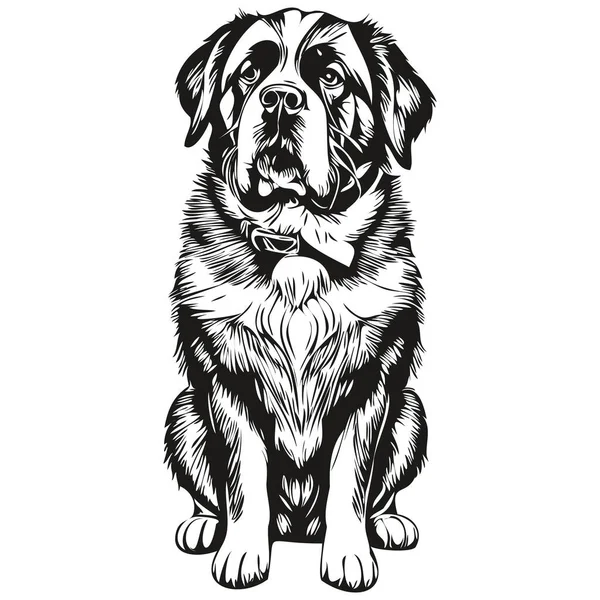 Saint Bernard Köpek Çizgisi Çizimi Siyah Beyaz Mürekkep Çizimi Vektör — Stok Vektör