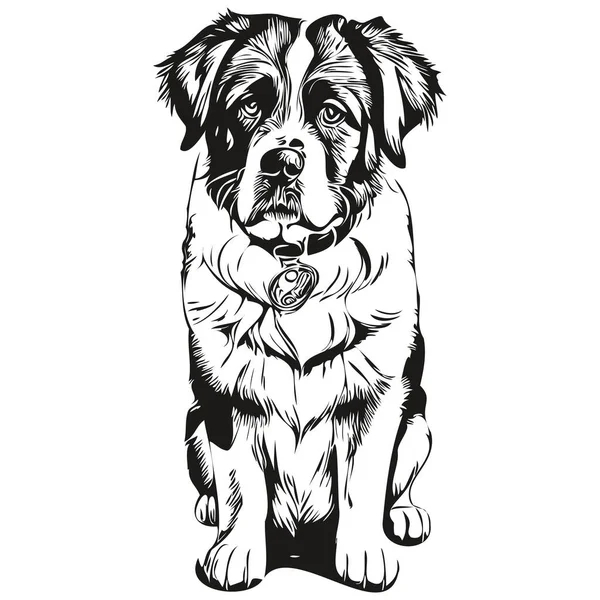 Saint Bernard Dog Line Illustration Black White Ink Sketch Face — Stock Vector