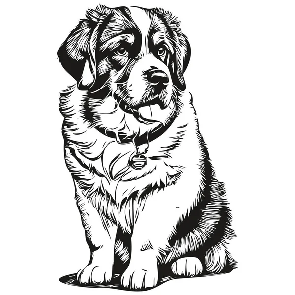 Saint Bernard Σκυλί Περίγραμμα Μολύβι Σχέδιο Τέχνης Μαύρο Χαρακτήρα Λευκό — Διανυσματικό Αρχείο