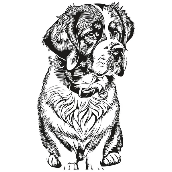Saint Bernard Hund Kæledyr Silhuet Dyrelinje Illustration Håndtegnet Sort Hvid – Stock-vektor