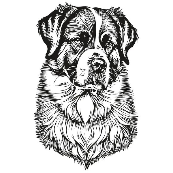 聖ベルナール犬のペットのスケッチ図 黒と白の彫刻ベクトル現実的な品種のペット — ストックベクタ