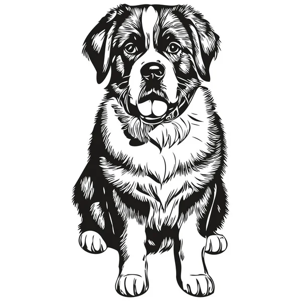 Saint Bernard Dog Pet Sketch Illustration Black White Engraving Vector — Stock Vector