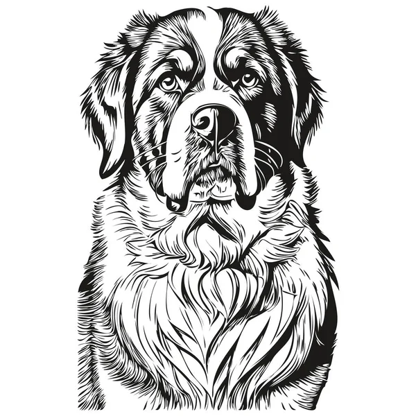 Retrato Cão São Bernardo Vetor Desenho Mão Animal Para Ilustração — Vetor de Stock
