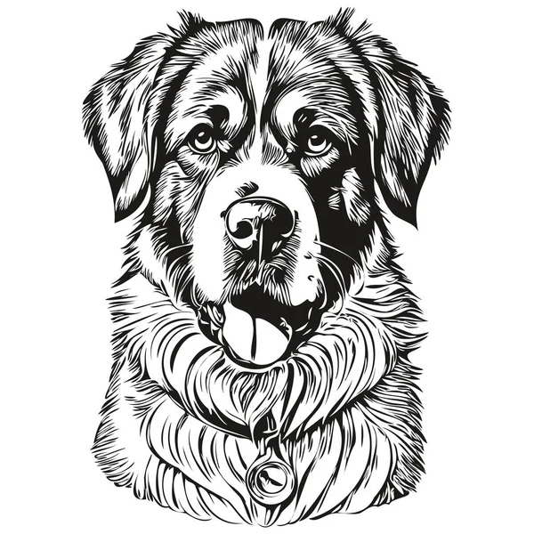 Saint Bernard Köpek Gerçekçi Hayvan Illüstrasyonu Çizimi Siyah Beyaz Vektör — Stok Vektör