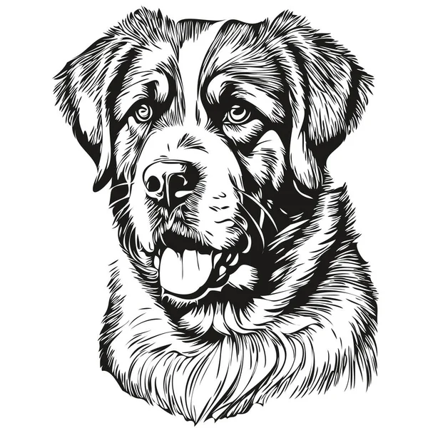 聖ベルナール犬の写実的な鉛筆画ベクトル 犬の顔の線画黒と白 — ストックベクタ