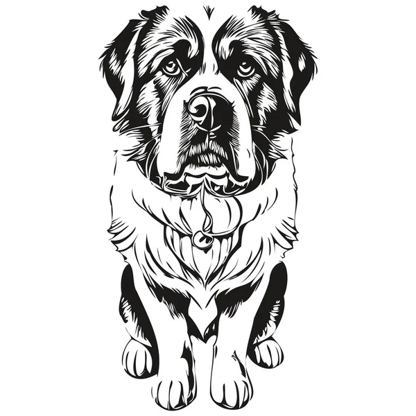 圣伯纳德狗的人物形象 剪贴画的艺术载体宠物画黑白 — 图库矢量图片