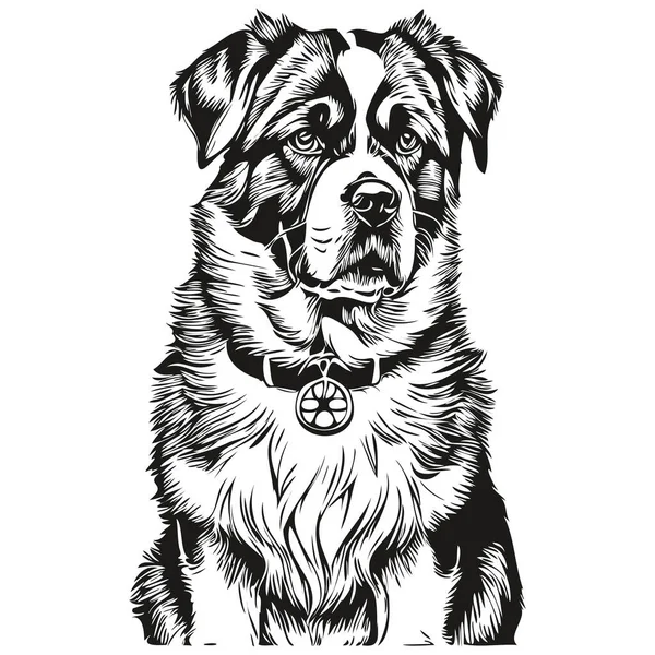 Saint Bernard Dog Vector Wajah Potret Gambar Gaya Sketsa Latar - Stok Vektor