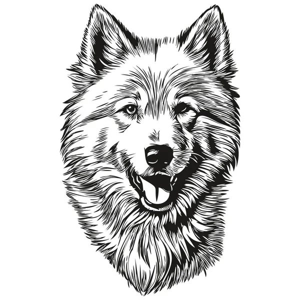 以白色背景为背景的萨莫伊犬分离画 头像线条说明现实的犬种宠物 — 图库矢量图片
