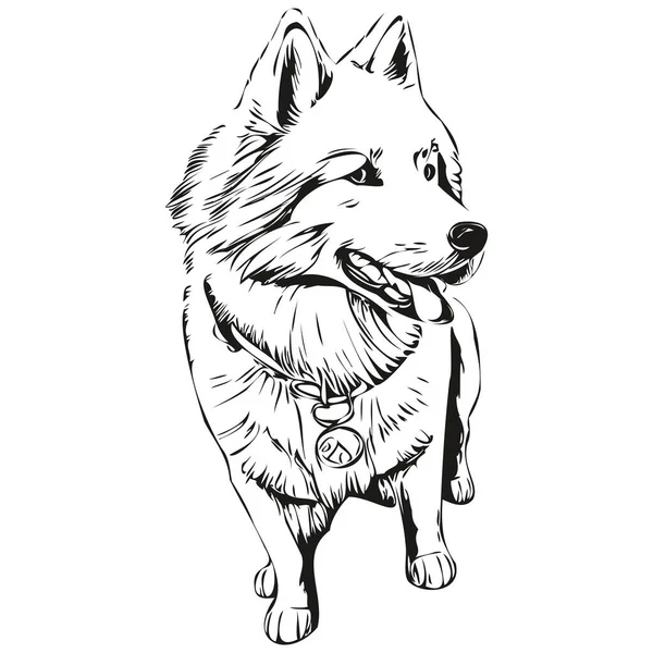 Samojed Pes Izolované Kresba Bílém Pozadí Hlava Pet Line Ilustrace — Stockový vektor