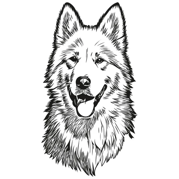 Samoyed Hund Vektor Gesicht Zeichnung Porträt Skizze Vintage Stil Transparenten — Stockvektor