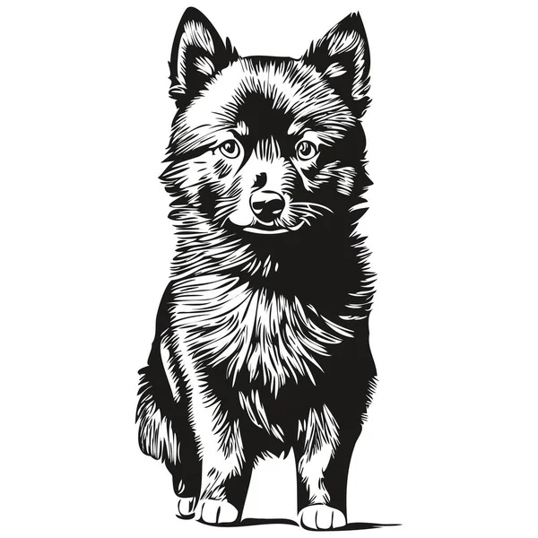 Schipperke Hond Cartoon Gezicht Inkt Portret Zwart Wit Schets Tekening — Stockvector