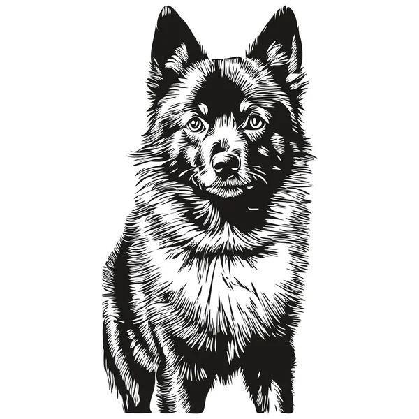 Schipperke Cão Gravado Retrato Vetorial Desenho Desenho Animado Rosto Vintage — Vetor de Stock