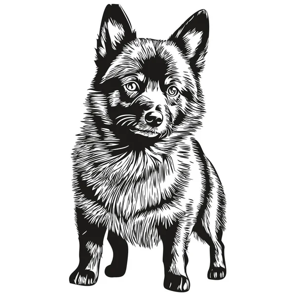 Schipperke Perro Grabado Vector Retrato Dibujo Cara Vendimia Dibujos Animados — Vector de stock