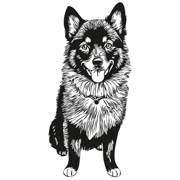 Векторный Портрет Собаки Шипперке Смешная Очертания Питомца Иллюстрация Белый Фон — стоковый вектор