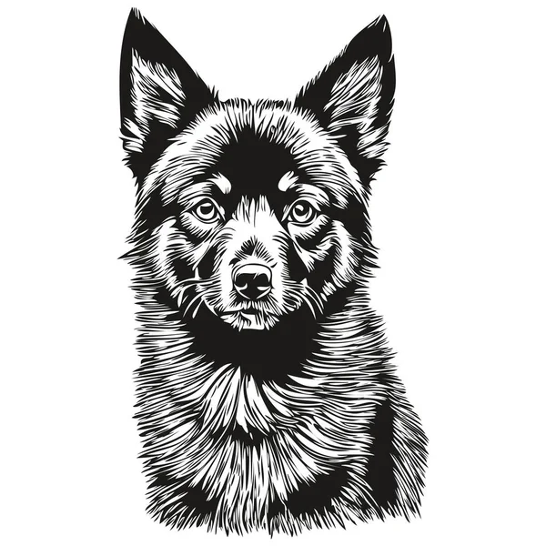 Schipperke Hund Ansikte Vektor Porträtt Rolig Kontur Husdjur Illustration Vit — Stock vektor