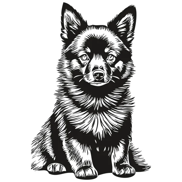 Schipperke Dog Head Line Drawing Vector Hand Drawn Illustration Transparent — Stock Vector