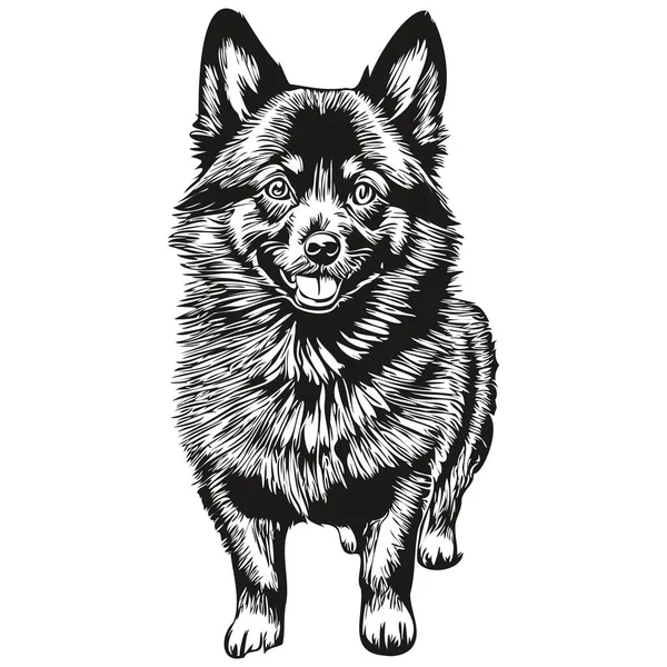 Schipperke Hondenkop Lijn Tekening Vector Met Hand Getekend Illustratie Met — Stockvector