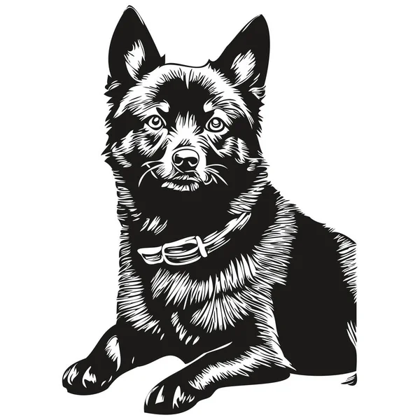 Schipperke Cão Isolado Desenho Fundo Branco Cabeça Pet Line Ilustração — Vetor de Stock