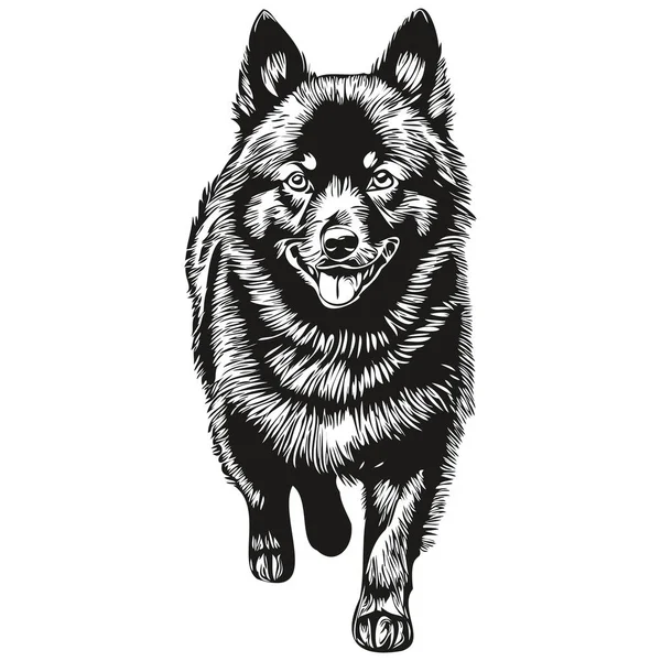Schipperke Hund Isolerad Ritning Vit Bakgrund Huvud Husdjur Linje Illustration — Stock vektor