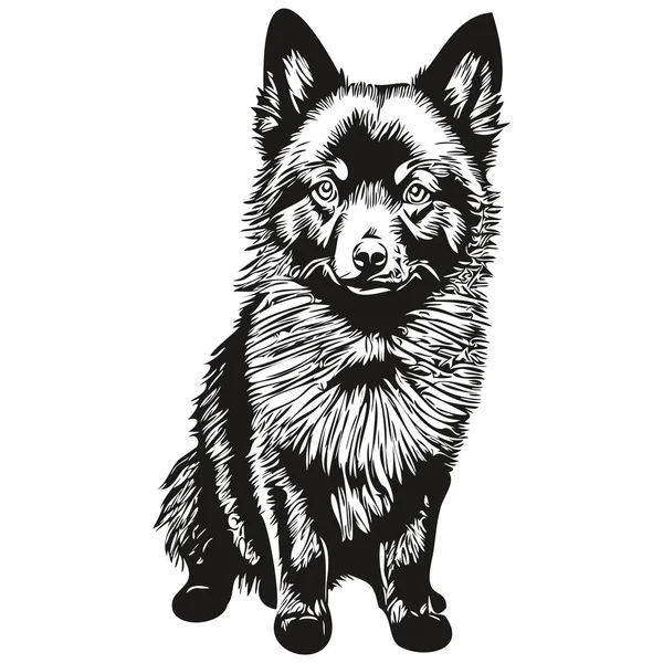 Schipperke Hond Lijn Illustratie Zwart Wit Inkt Schets Gezicht Portret — Stockvector