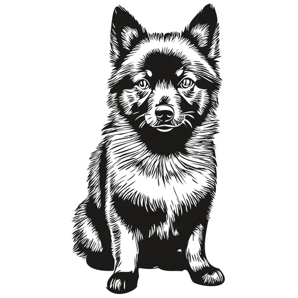Schipperke Köpek Çizgisi Çizimi Siyah Beyaz Çizim Vektör Gerçekçi Hayvan — Stok Vektör