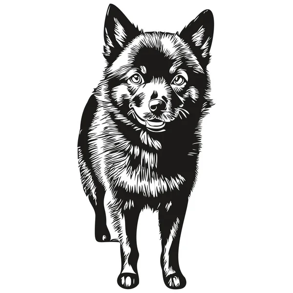 Schipperke Hund Umreißt Bleistiftzeichnung Schwarzer Charakter Auf Weißem Hintergrund — Stockvektor