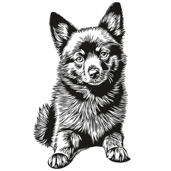 Schipperke Hond Huisdier Silhouet Dierlijke Lijn Illustratie Hand Getekend Zwart — Stockvector