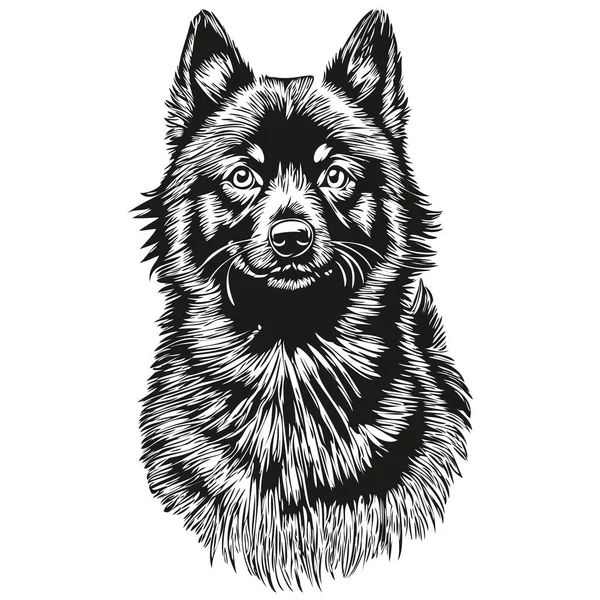 Schipperke Perro Mascota Boceto Ilustración Grabado Blanco Negro Dibujo Vector — Archivo Imágenes Vectoriales