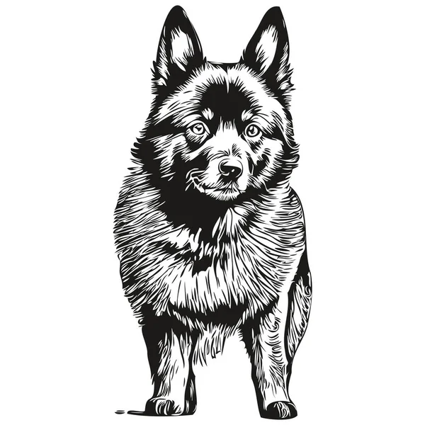 Schipperke Retrato Perro Vector Dibujo Mano Animales Para Tatuaje Camiseta — Archivo Imágenes Vectoriales
