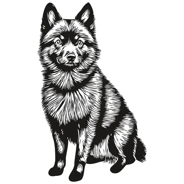 Schipperke Cão Realista Pet Ilustração Mão Desenho Rosto Preto Branco — Vetor de Stock