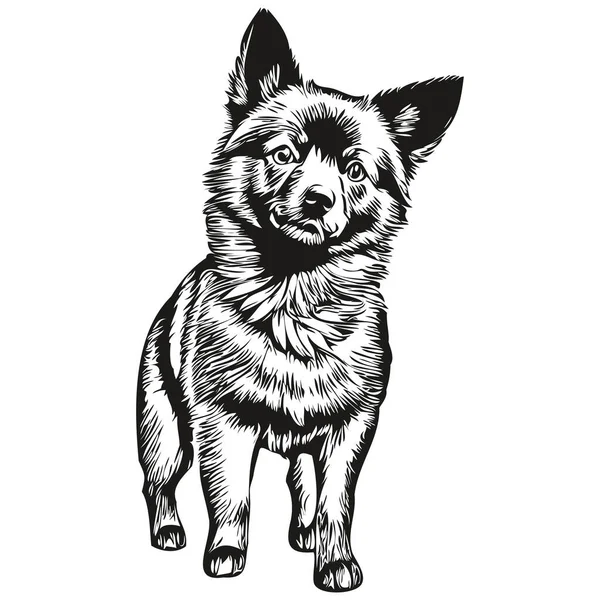 Schipperke Perro Realista Mascota Ilustración Dibujo Mano Cara Negro Blanco — Vector de stock
