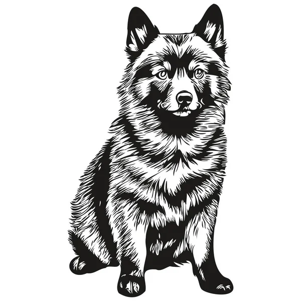Schipperke Perro Realista Mascota Ilustración Mano Dibujo Cara Negro Blanco — Vector de stock