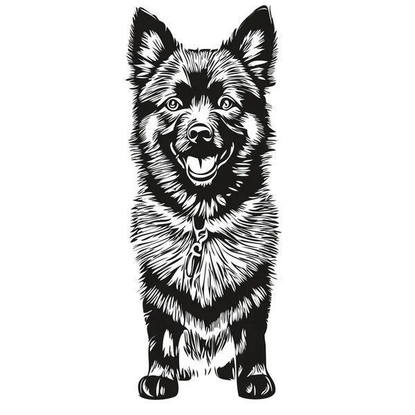 Schipperke Cão Realista Pet Ilustração Desenho Mão Rosto Preto Branco — Vetor de Stock