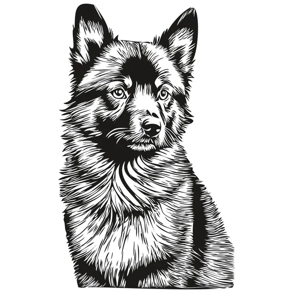 Schipperke Cão Vetor Gráficos Desenhado Mão Lápis Animal Linha Ilustração — Vetor de Stock