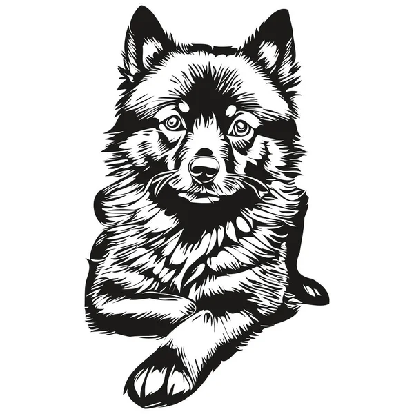 Schipperke Pies Wektor Grafika Ręcznie Rysowane Ołówek Zwierzę Linia Ilustracja — Wektor stockowy