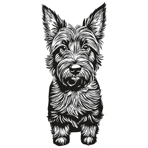 Scottish Terrier Σκυλί Φυλή Γραμμή Σχέδιο Κλιπ Τέχνης Ζώο Χέρι — Διανυσματικό Αρχείο