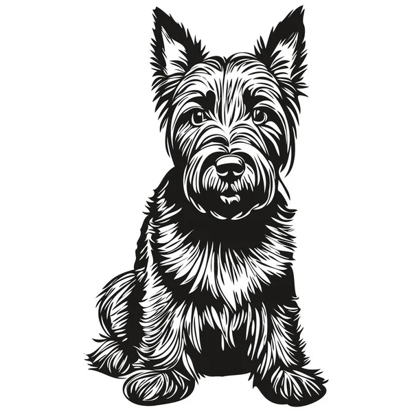 Skotský Teriér Pes Rytý Vektorový Portrét Tvář Karikatura Vintage Kresba — Stockový vektor